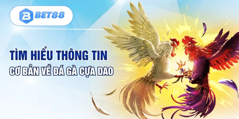 Tìm hiểu thông tin cơ bản về đá gà cựa dao Tìm hiểu thông tin cơ bản về đá gà cựa dao